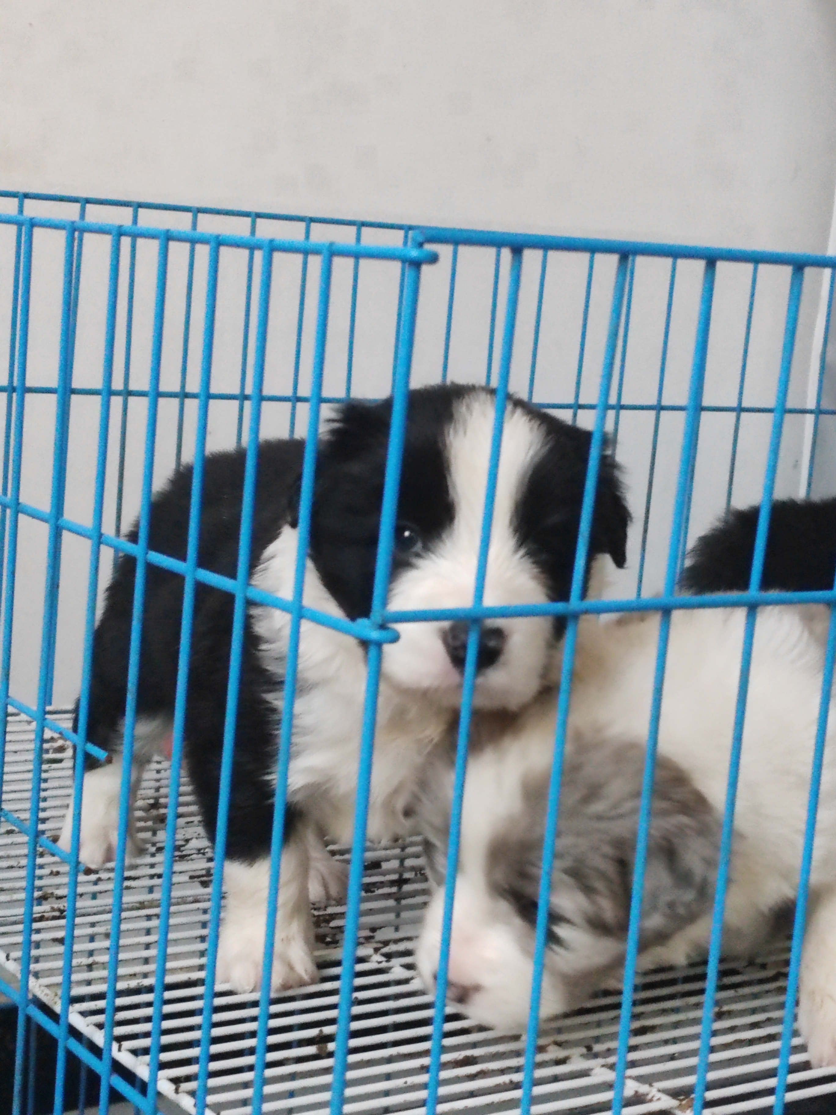 边牧 黑白边牧 陨石边牧双血统大体边牧宝宝